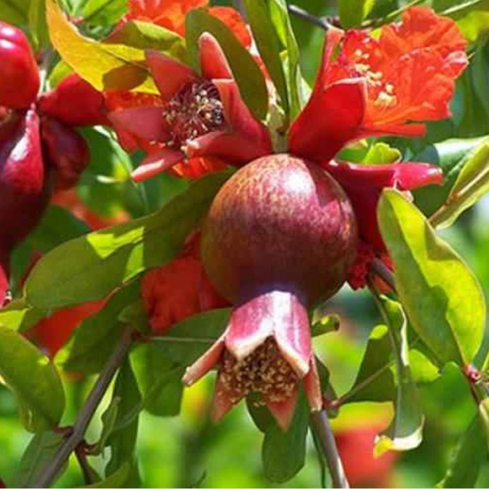 Oh dear fuzzy Seaboard Rodie (Punica granatum) - Arbuști ornamentali - Plante - Magazin online